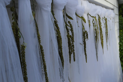 Hanging Amaranthus plants