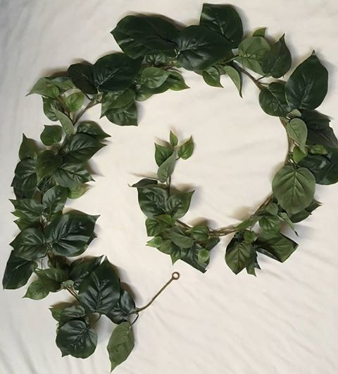 Philodendron Garland