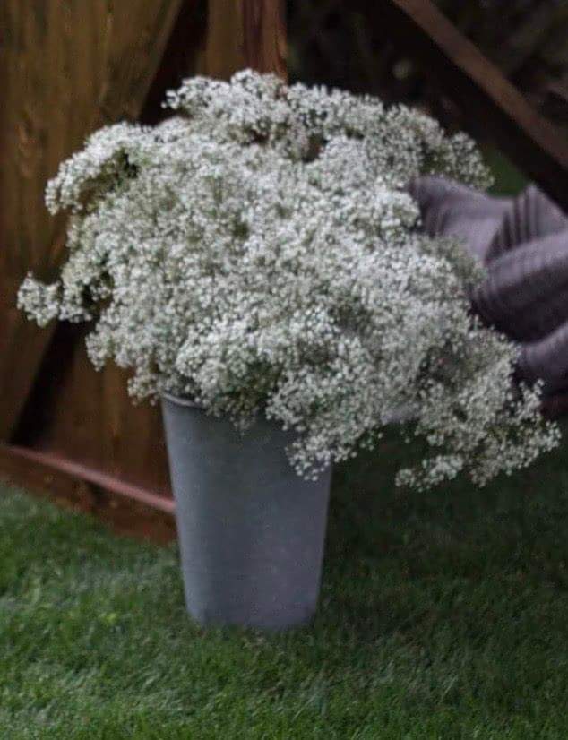 Large Metal Sap Buckets