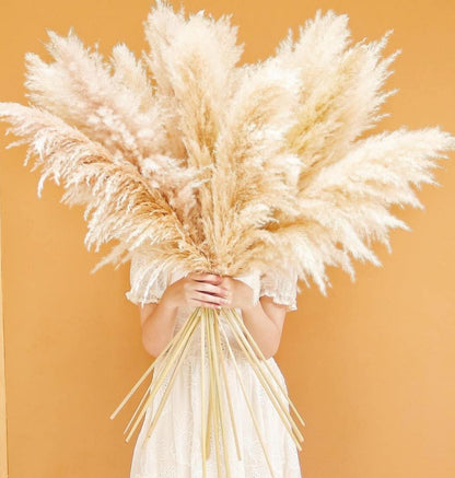 Pampas Grass