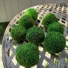 Green Moss Balls